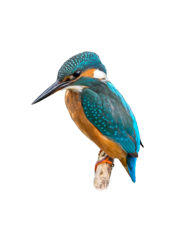 a blue and orange bird perched on a branch