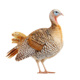 a turkey standing in front of a white background