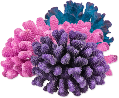 a bunch of purple and blue corals