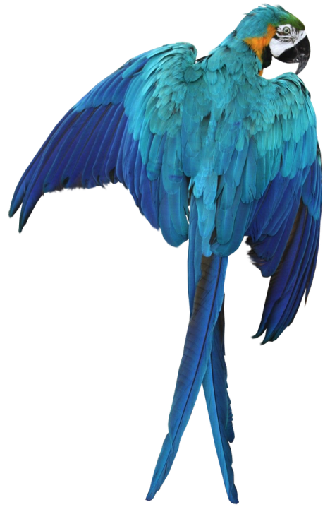 a blue and green parrot with its wings spread