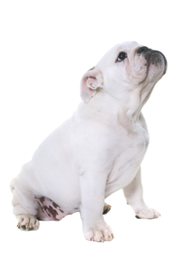 a small white dog sitting on the ground