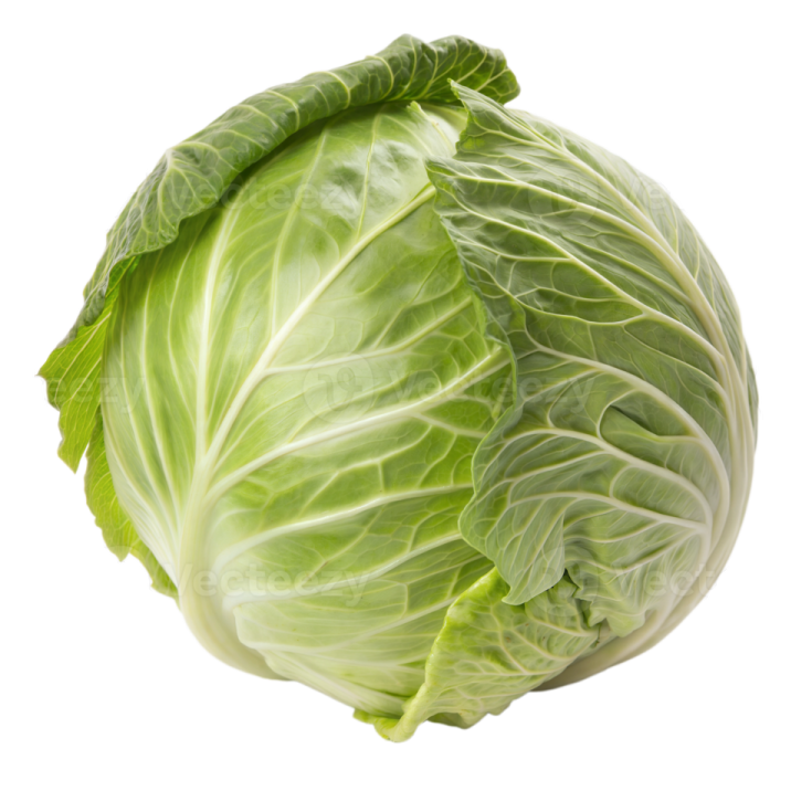 a cabbage head on a white background