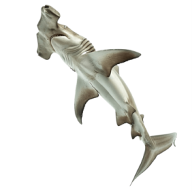 an image of a shark with its mouth open
