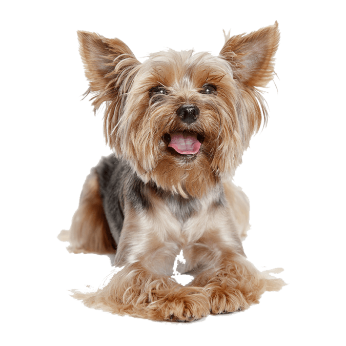 a small brown and black dog laying down