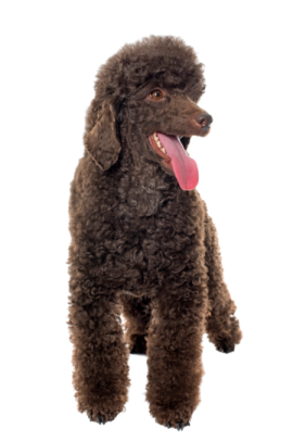 a brown dog with its tongue sticking out