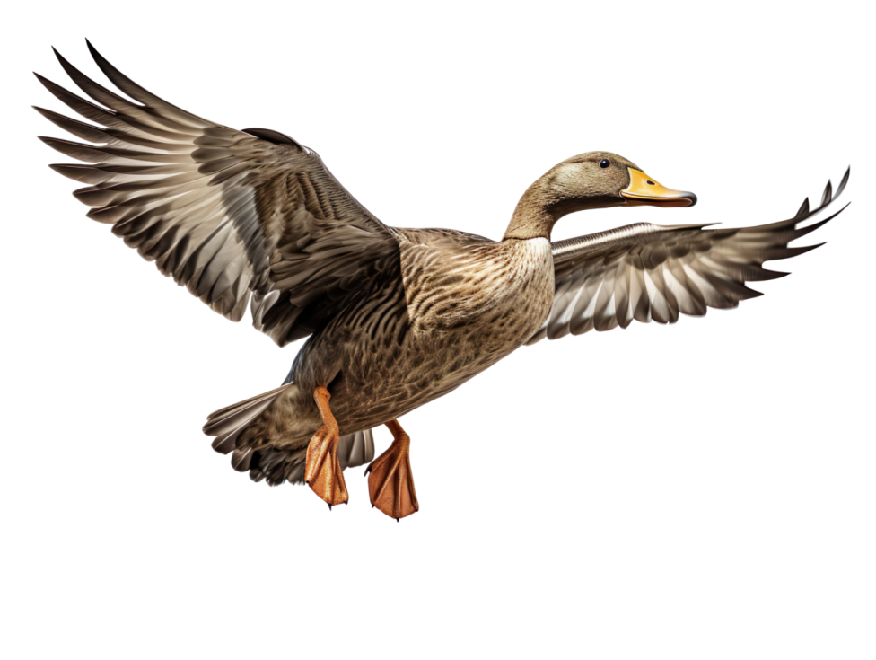a duck with its wings spread in the air