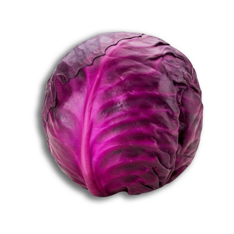 a purple cabbage on a white background