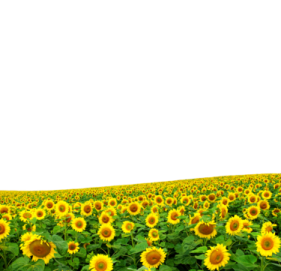 a field of sunflowers