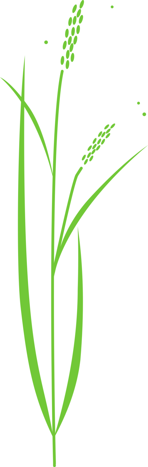 an image of a green plant