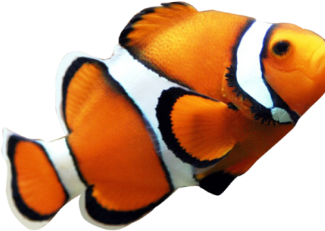 an orange clown fish with black and white stripes
