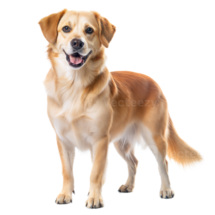 a brown dog standing in front of a white background