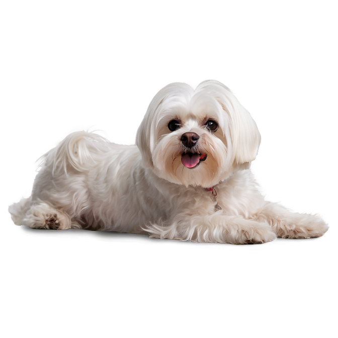 a small white dog laying on the floor