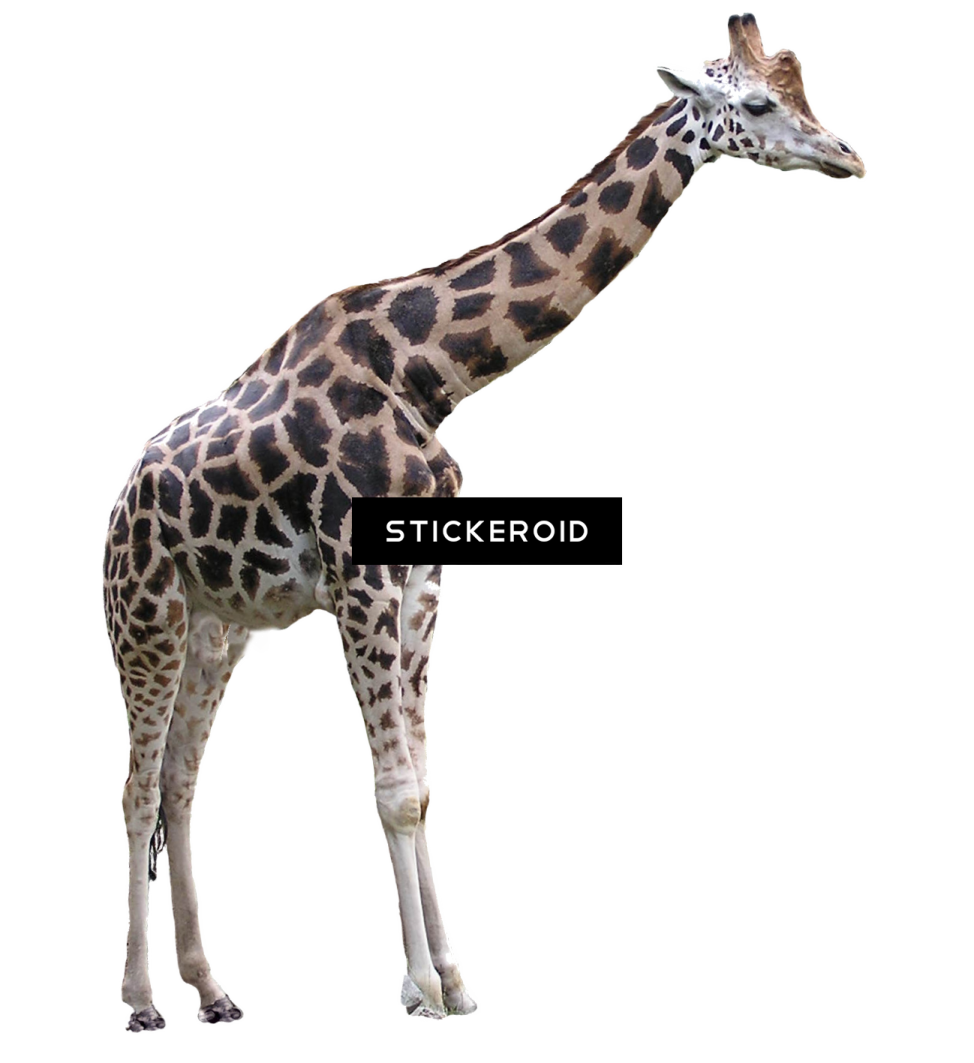 a gi is standing in front of a white background