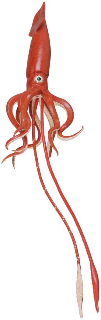 an octopus is shown in this image