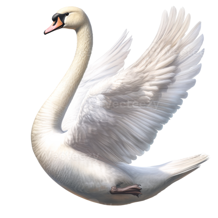 a white swan with its wings spread out