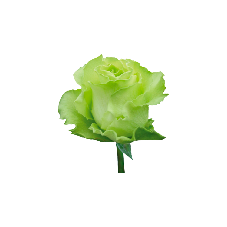 a green rose on a white background