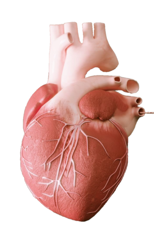 an image of a human heart