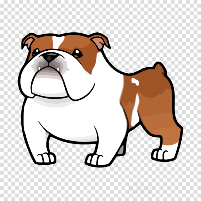 a brown and white bulldog standing on a transparent background