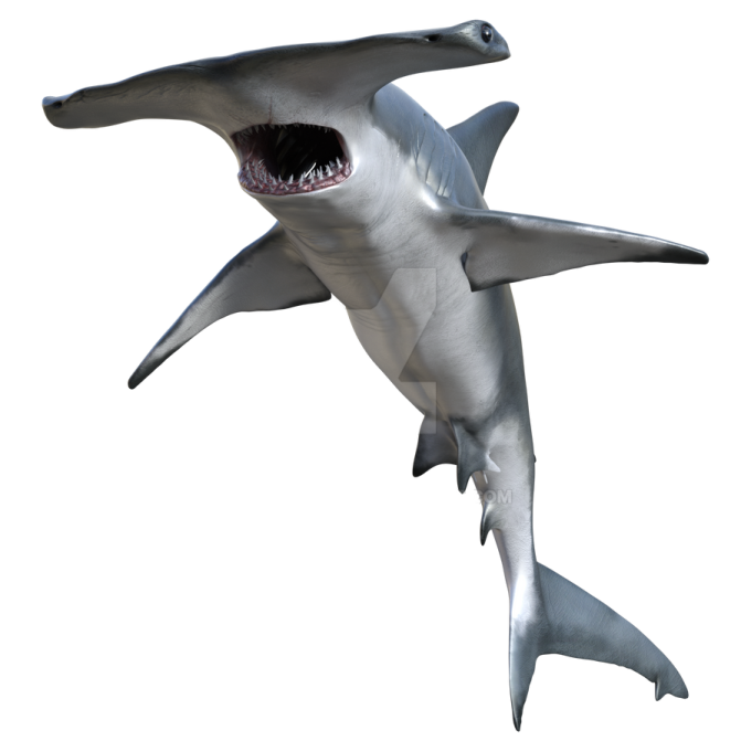 a great white shark with its mouth open