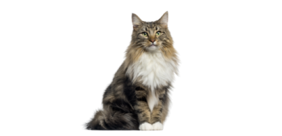 a long haired cat sitting on a white background