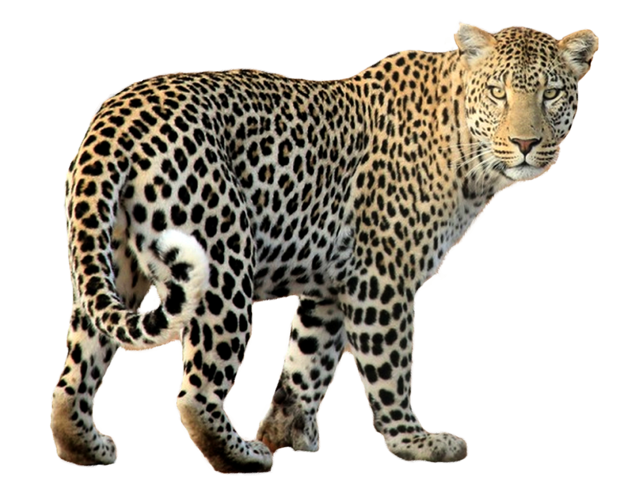 a leopard walking across a white surface