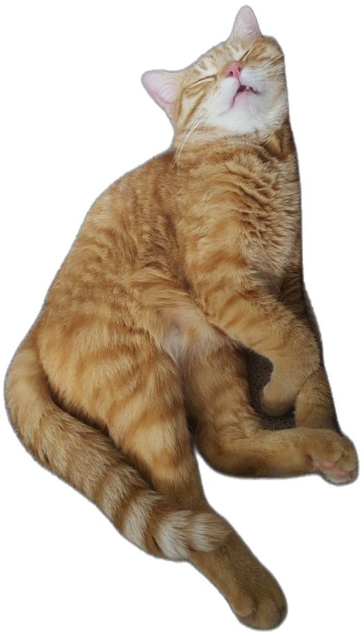 a cat that is laying down on the floor
