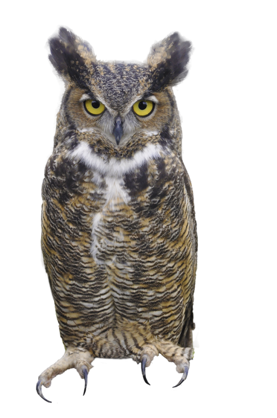 an owl sitting on top of a white surface