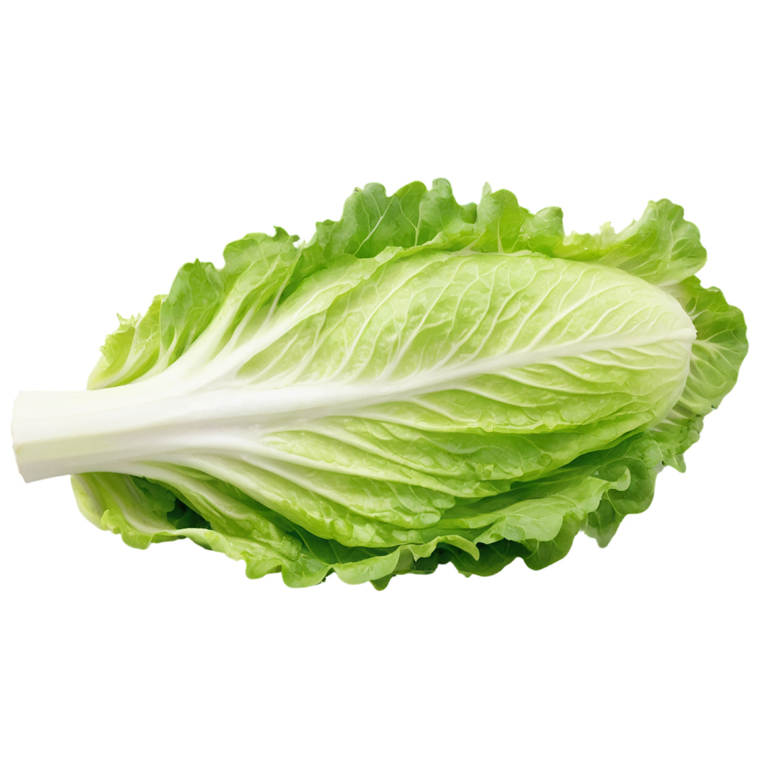 a lete leaf on white background