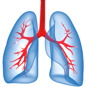 a diagram of the lungs