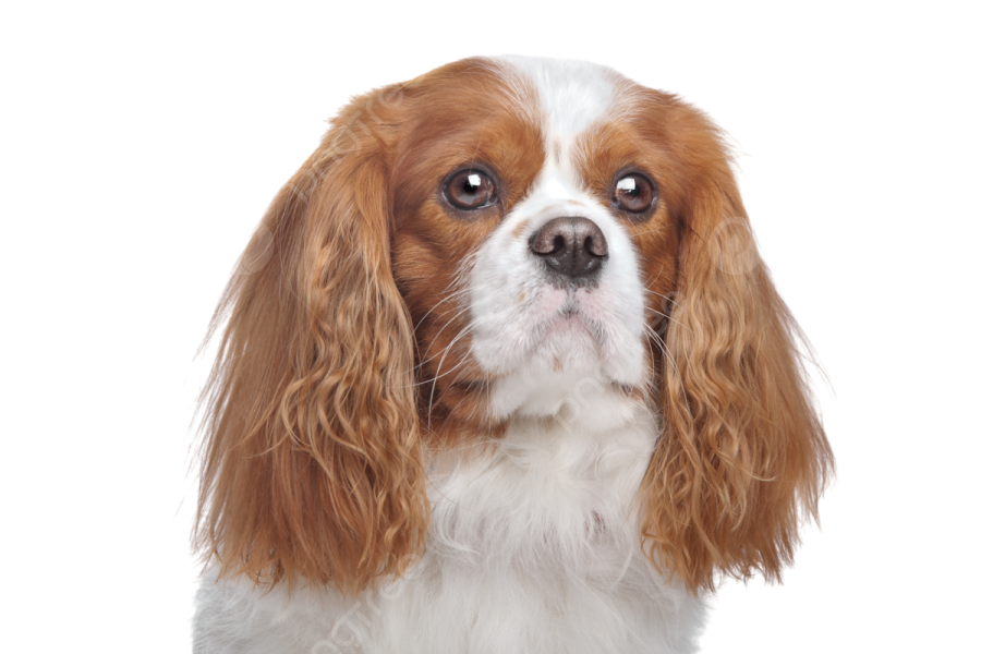 a brown and white dog looking up at the camera