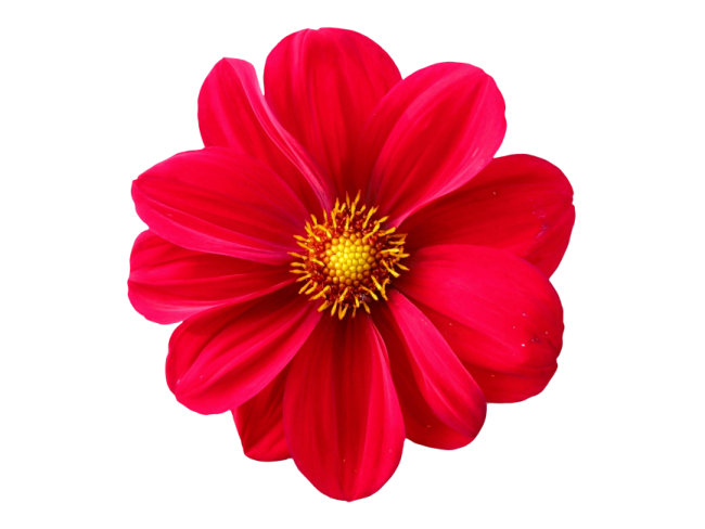 a red flower on a white background