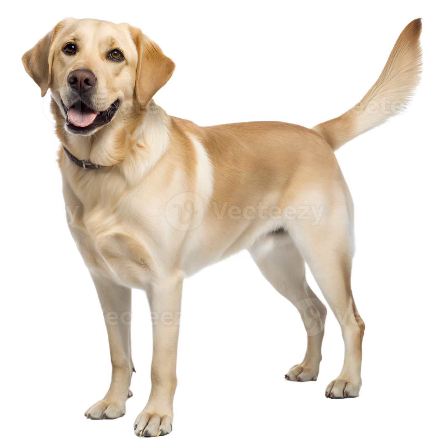 a yellow labrador dog standing on a white background
