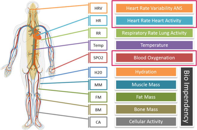 a diagram of the cardiovascular system