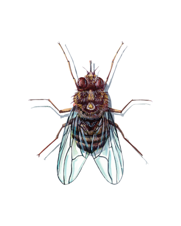 a watercolor drawing of a fly