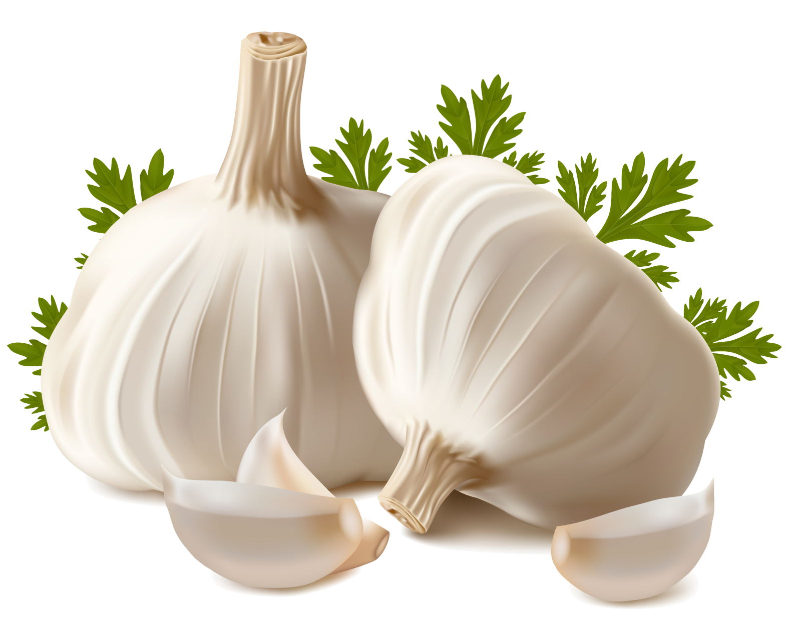 two white garlics with green leaves
