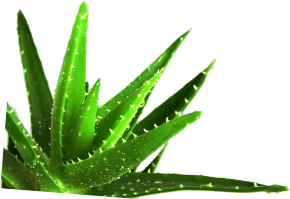 a green plant with water droplets on it