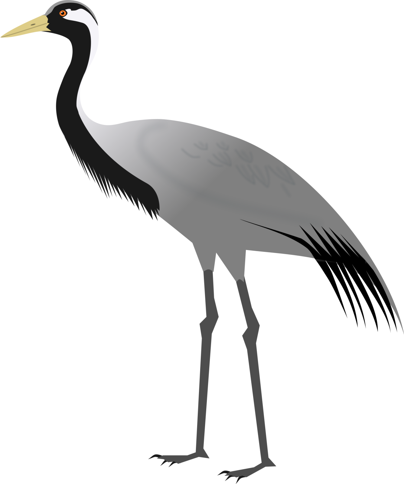 an image of a bird with long legs