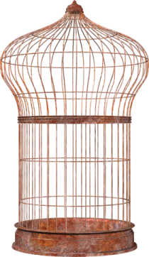 a bird in a cage on a white background