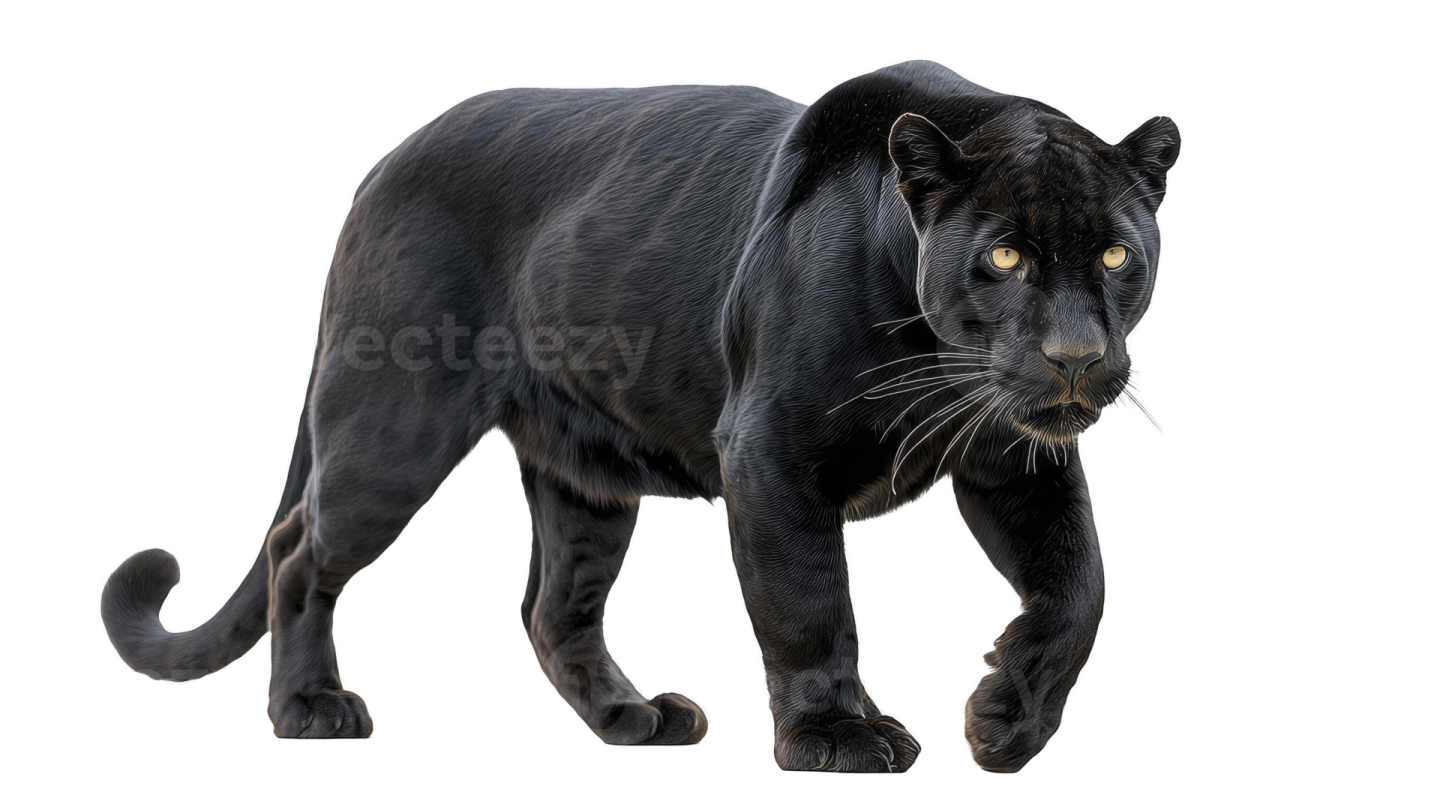 a black panther walking on a white background