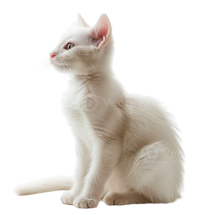 a white cat sitting on the floor looking up