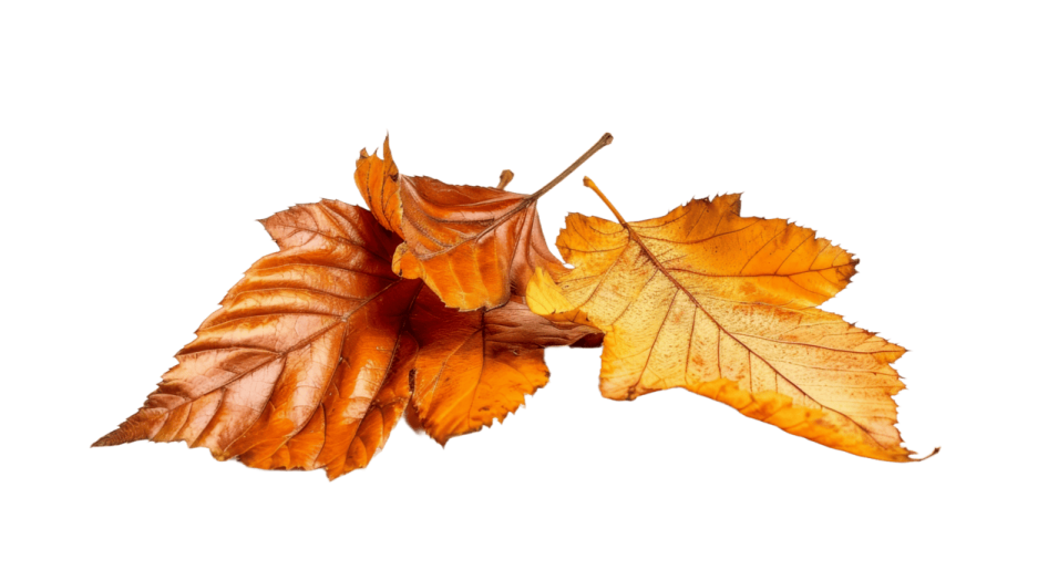 autumn leaves on a white background