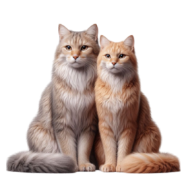 two cats sitting next to each other cats