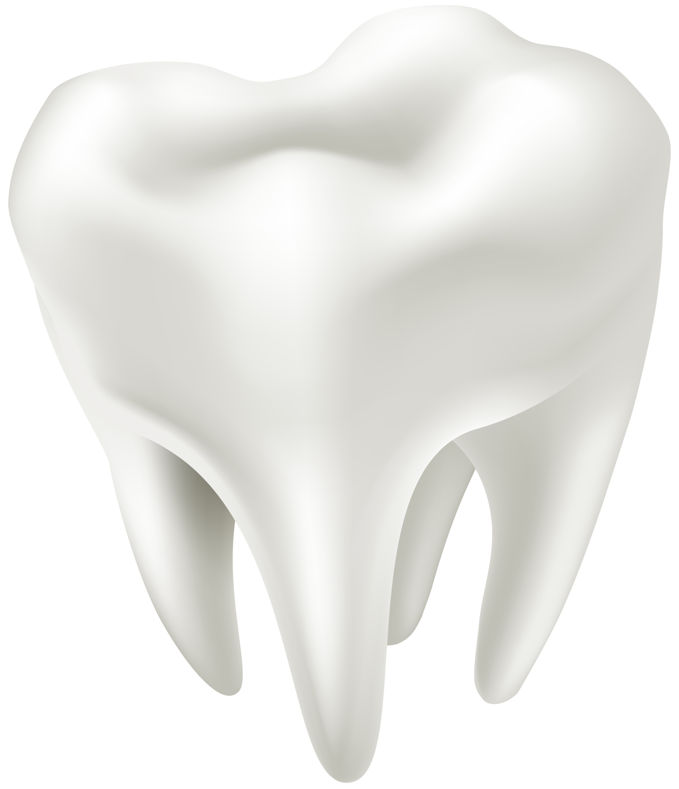 a tooth on a white background