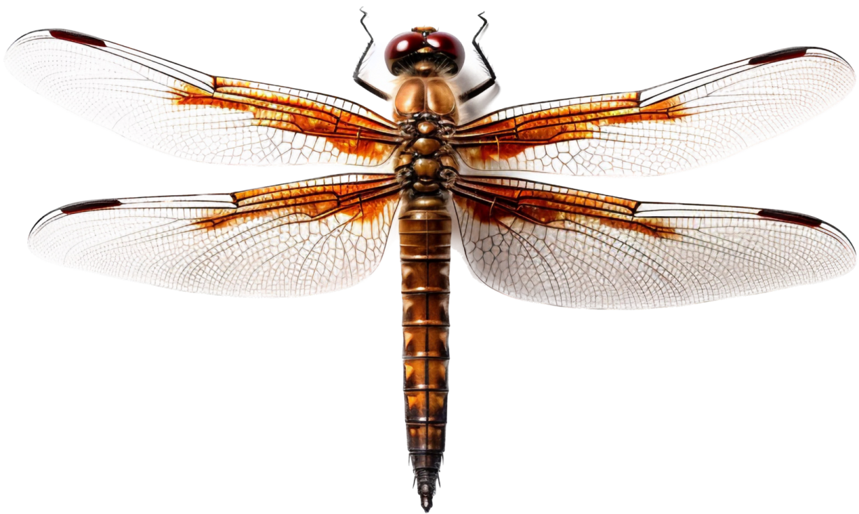 a dragonfly on a white background
