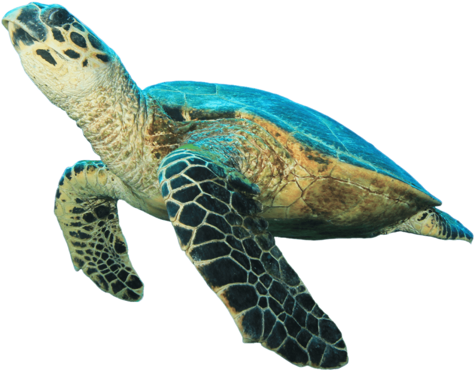 a close up of a green sea turtle
