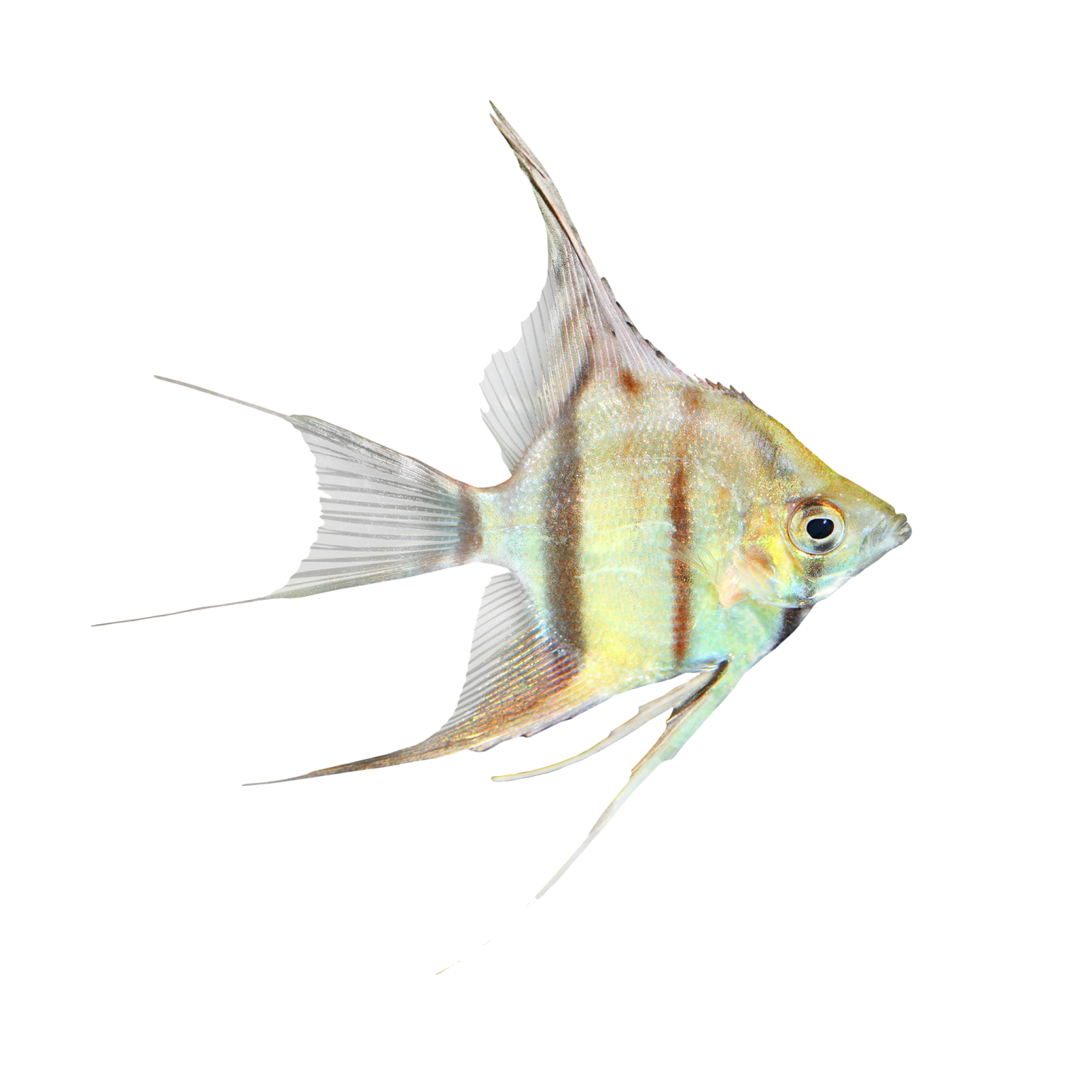 a close up of a fish on a white background