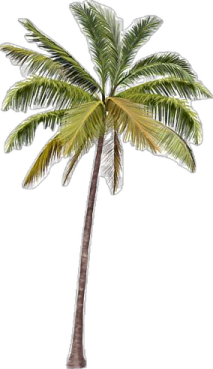 a palm tree on a white background