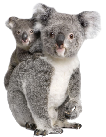 two koloss sitting on a white background