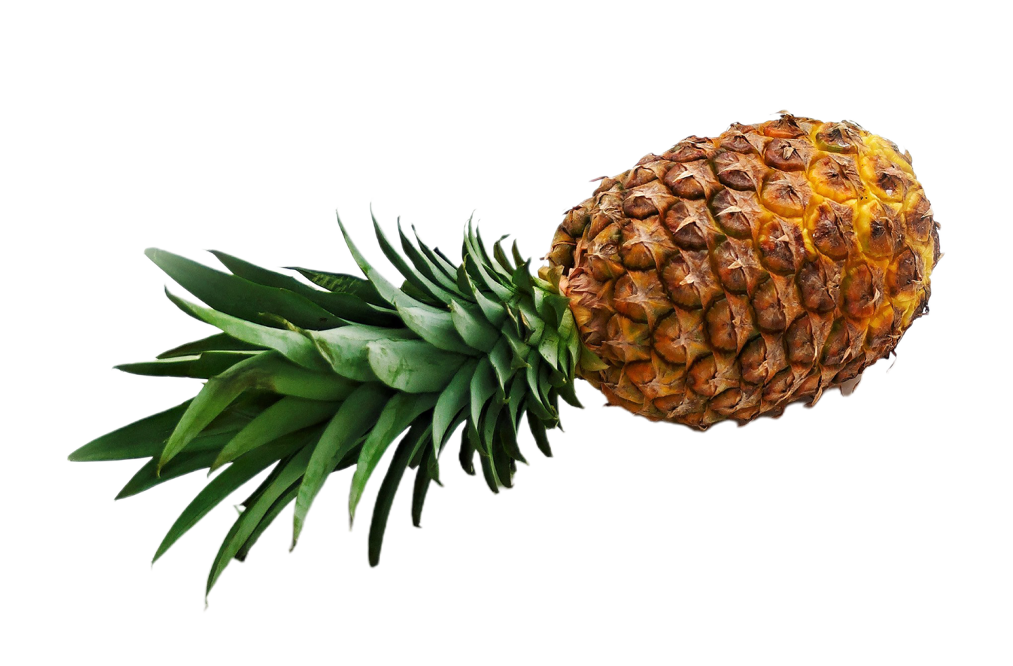 a pine is being held in the air
