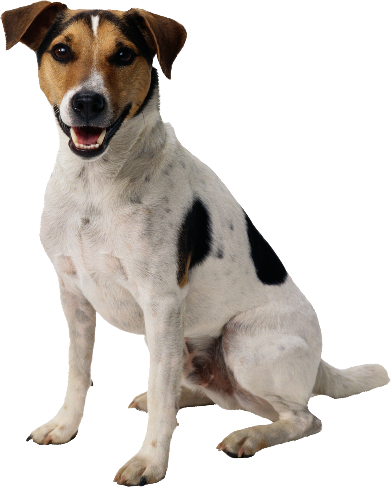 a dog sitting down with its mouth open